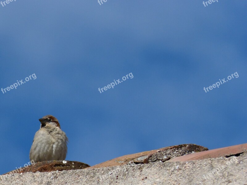 Sparrow Roof Sky Observe Lookout