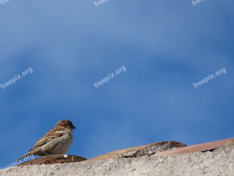 Sparrow Roof Sky Observe Free Photos