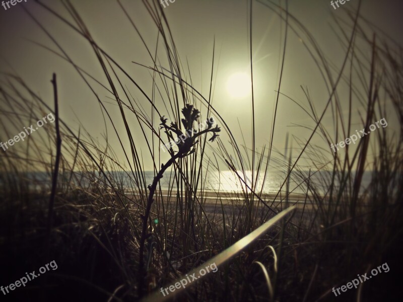 Sea Dune Marram Grass Dunes Nature