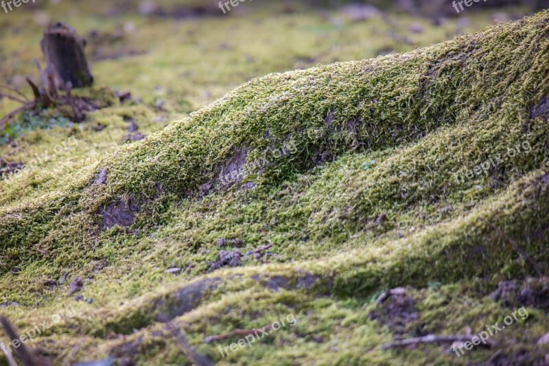 Root Moss Tree Tree Root Green