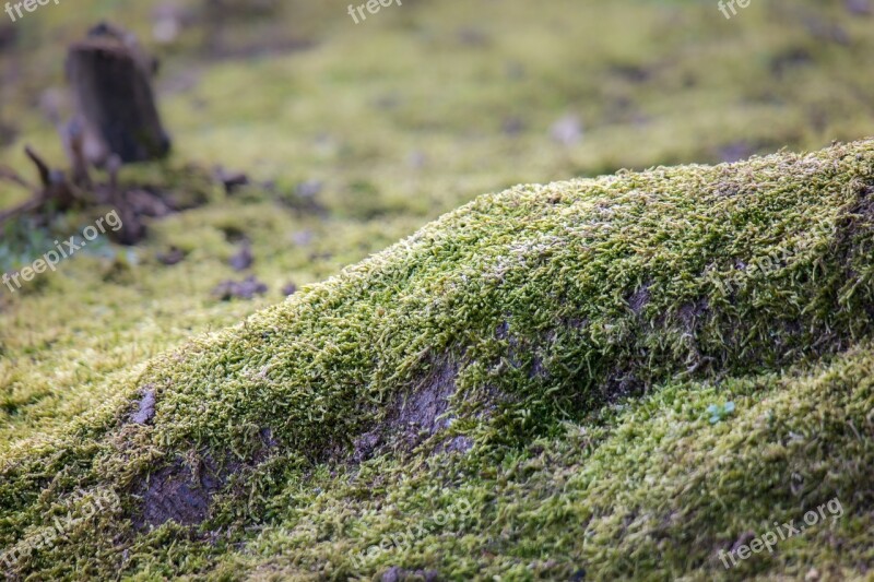 Root Moss Tree Tree Root Green