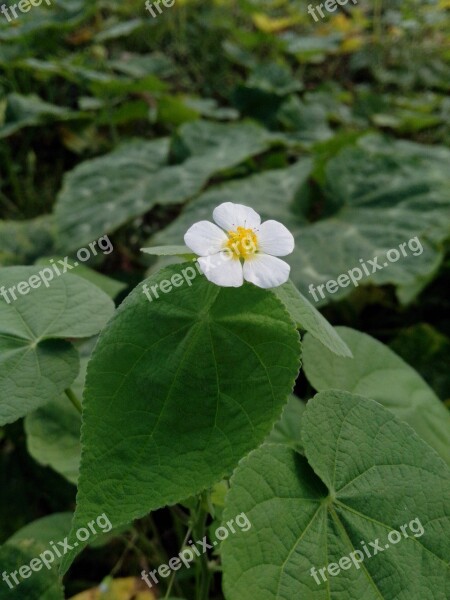 White Flower Green Nature Spring Flowers Flowers