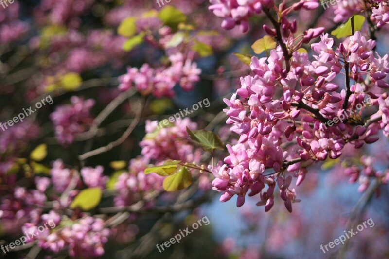 Judas-tree Tree Blossom Pink Spring