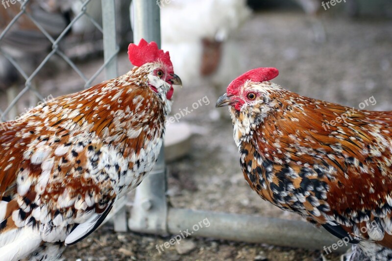 Rooster Cockerel Bantam Feather Feet Feathers