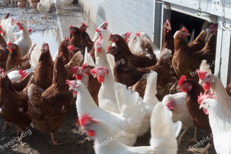 Chicken Hen Factory Farming Free Running Free Gehege