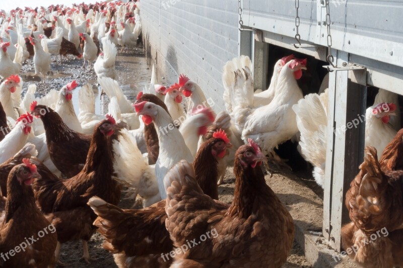 Chicken Hen Factory Farming Free Running Free Gehege