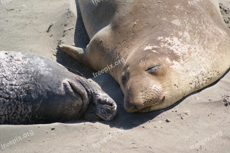 Seal Couple Beach California Animal