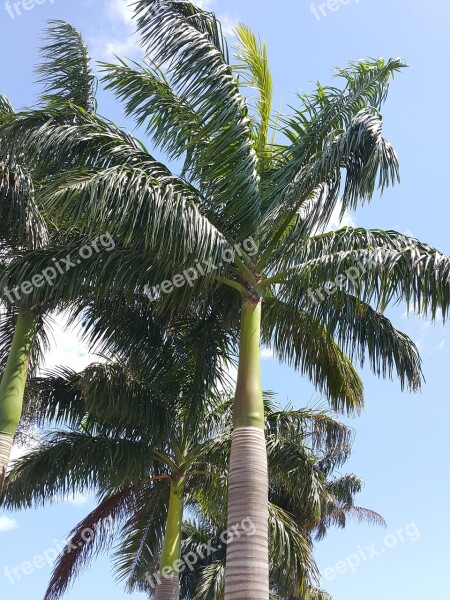 Palm Trees Sky Zanzibar Tropical Free Photos