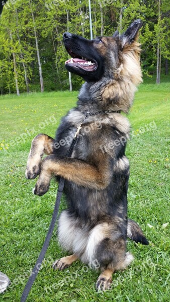 Dog German Shepherd Its Fine Free Photos