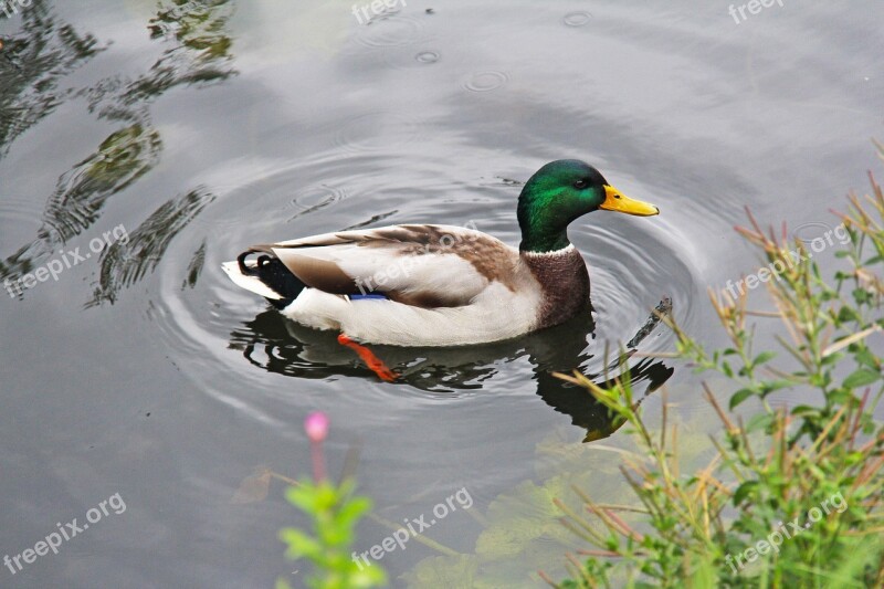 Duck Tourists Visitors Water Copenhagen