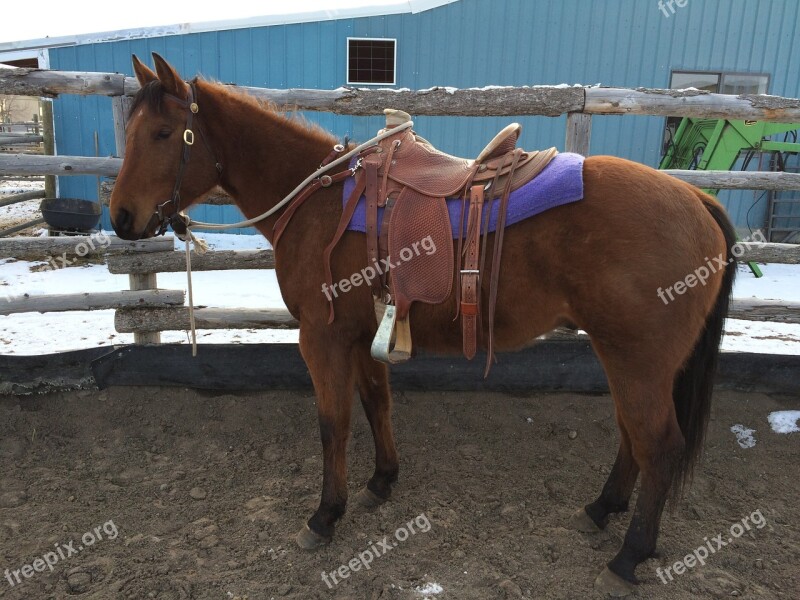 Horse Saddle Horseback Equestrian Equine