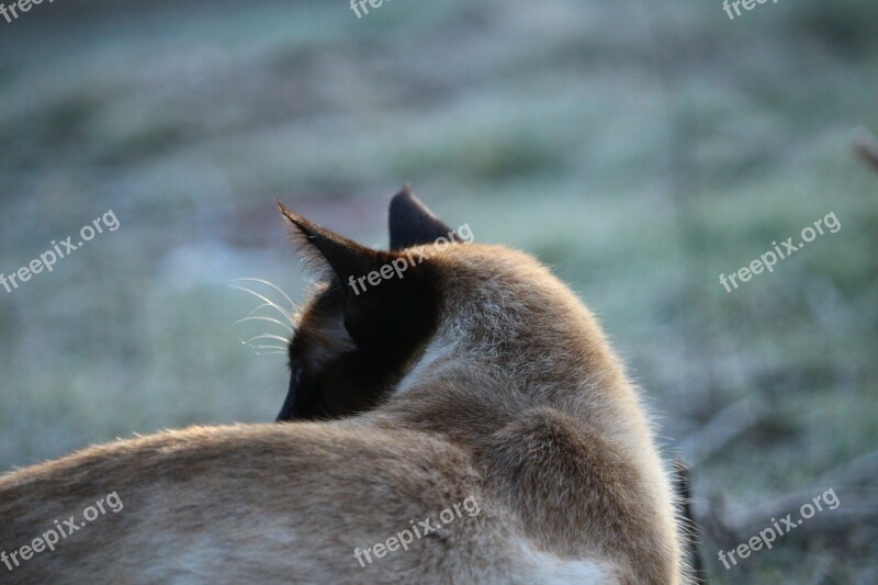 Cat Siamese Cat Siamese Kitten Winter