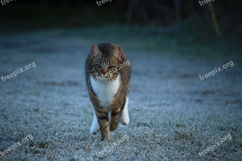 Cat Kitten Winter Frost Mieze