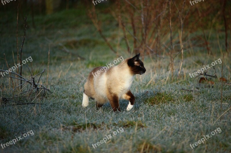 Cat Siamese Cat Siamese Kitten Winter