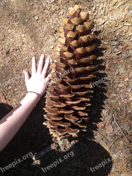 Pine Cone Yosemite Sugar Pine Mariposa Nature