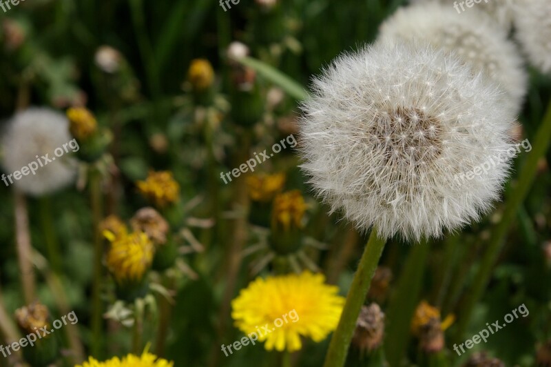 Grass Weed Plant Nature Green