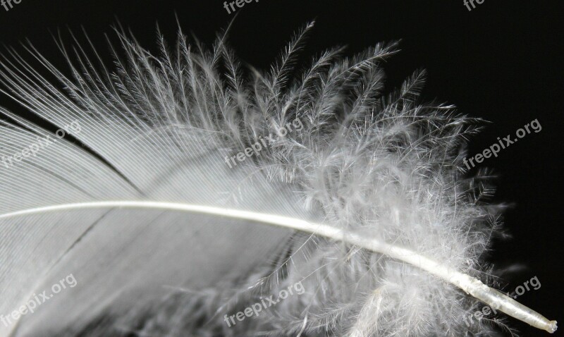 Feather Feather Fluff White Fluffy Soft