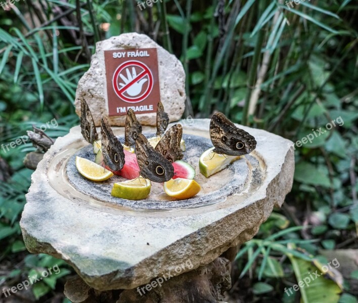 Butterflies Eating Fruit Tropical Nature Butterfly