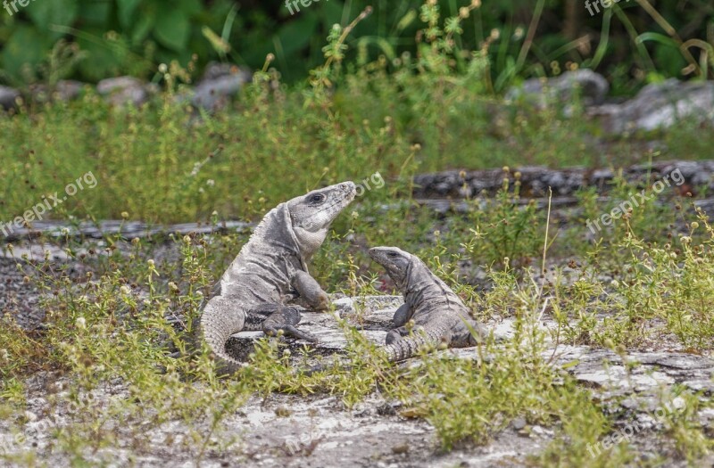 Iguanas Lizards Tropical Nature Reptile