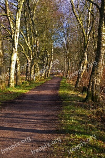 Forest Forest Path Nature Away Trees