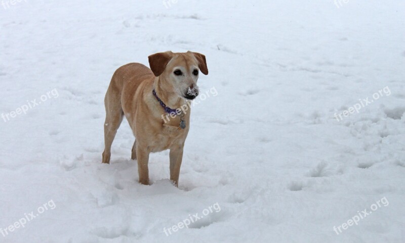 Dog Pet Snow Golden Retriever Labrador