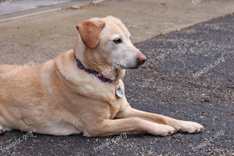 Dog Pet Golden Retriever Labrador Rescue