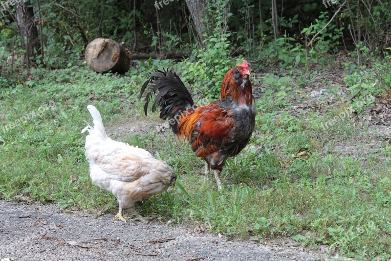 Rooster Cockerel Chicken Grass Farm