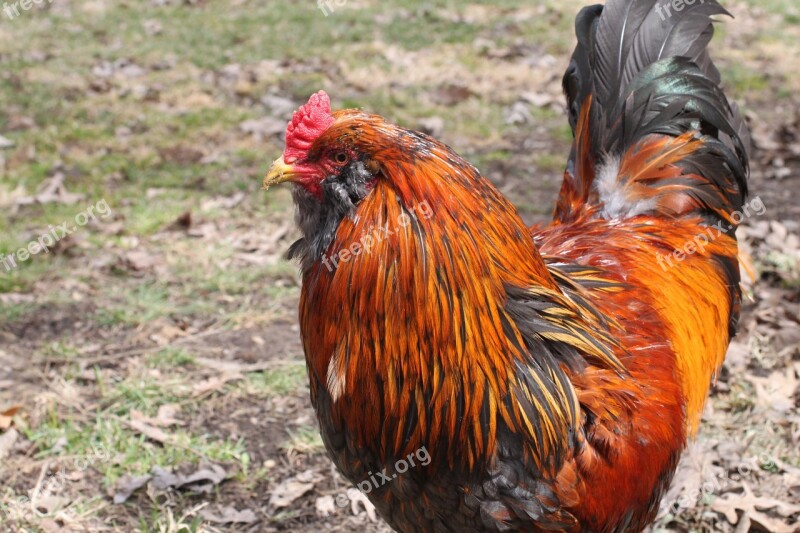 Rooster Cockerel Cock Young Animal