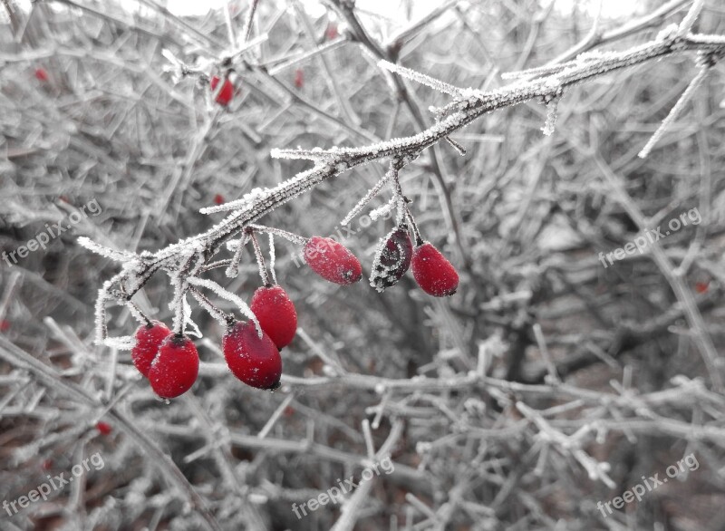 Hoarfrost Winter Magic Cold Wintry Nature