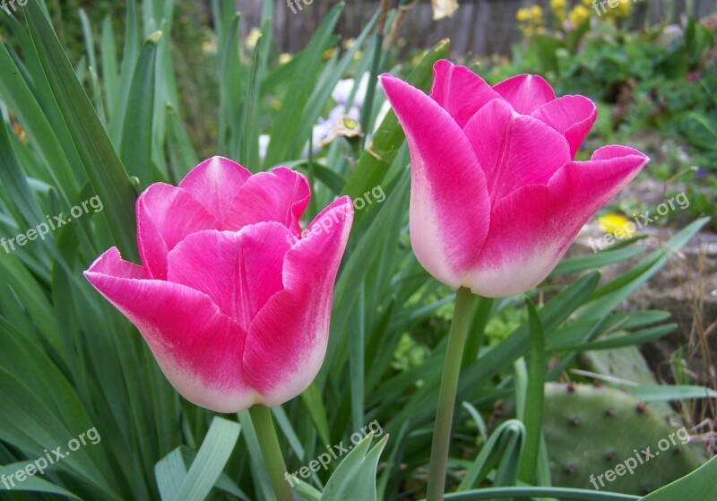 Tulip Pinkish-white Flower Garden Free Photos