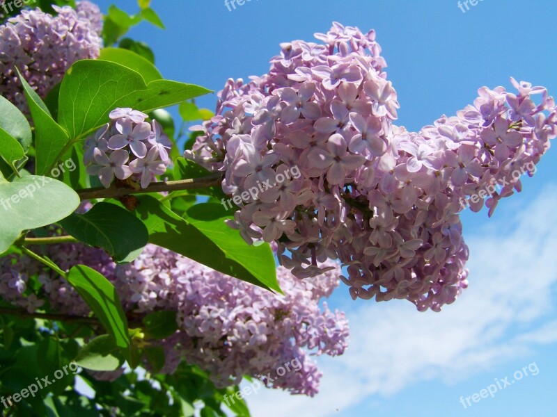 Wild Lilac Pale Purple Spring Free Photos