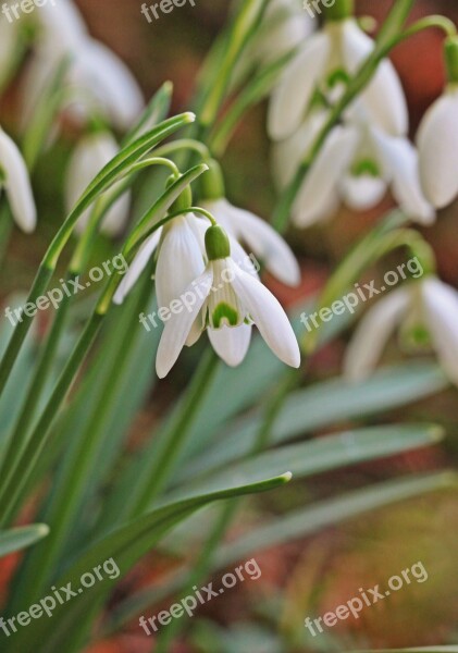 Snowdrop Spring Flower Flower Closeup Nature