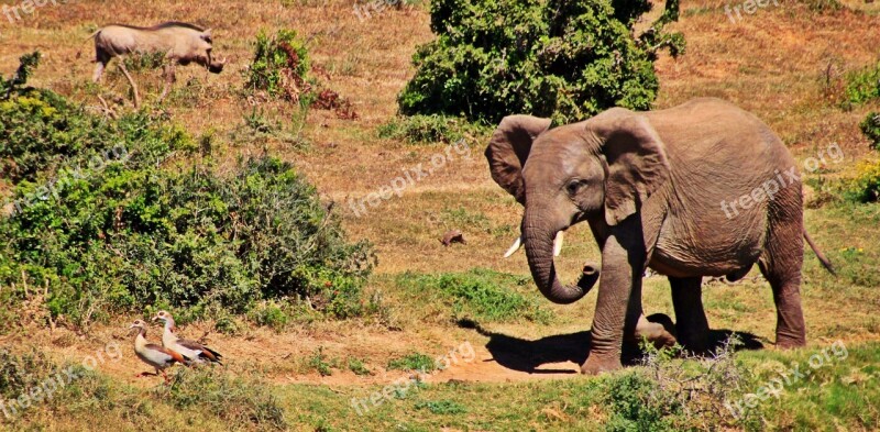 Elephant Animal African Bush Elephant Africa Safari