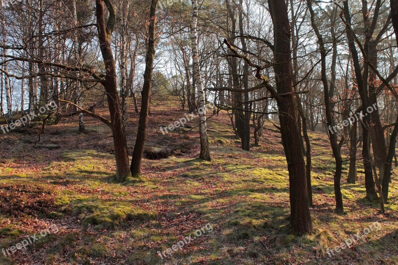 Forest Tree Nature Light Landscape