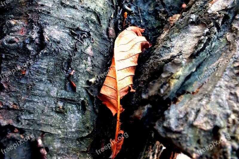 Nature Autumn Foliage Tree Wood