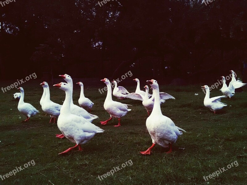 Ducks White Feather Flock Park Nature