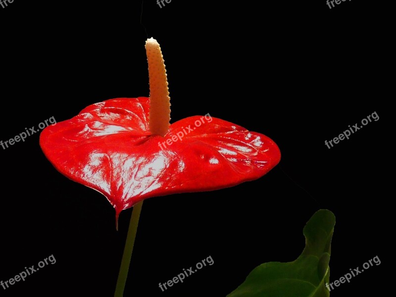 Anthurium Flower Red Blossom Bloom