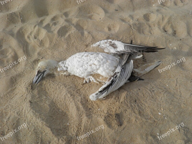 Bird Dead Bird Beach Pollution Conservation