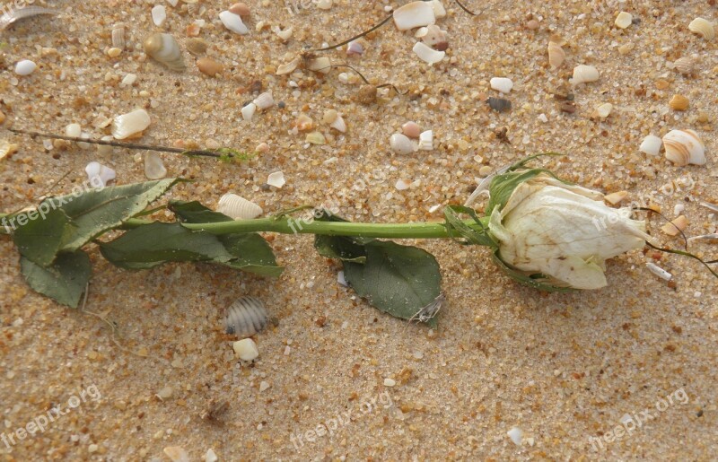 Rose Shipwreck Death Beach Funeral At Sea