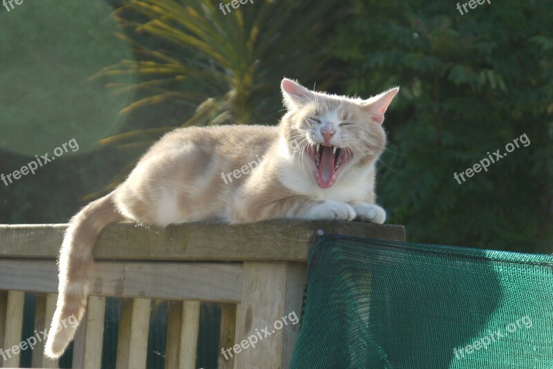 Cat Yawning Funny Cat Yawn Cute