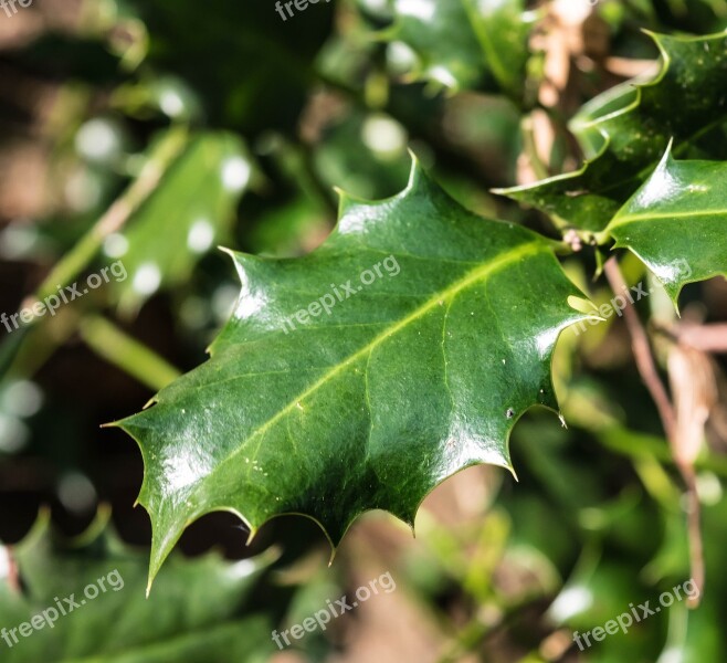 Leaf Holly Spiny Green Prickly