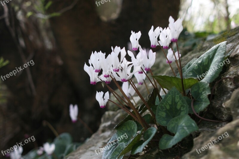 Cyclamen Flowers Nature Pink Petal