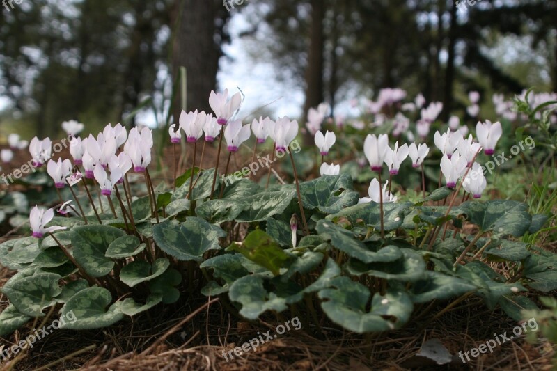 Cyclamen Flowers Nature Pink Petal