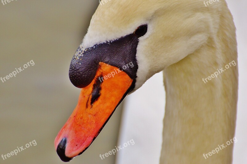 Swan Water Bird Animal World Pride Bird