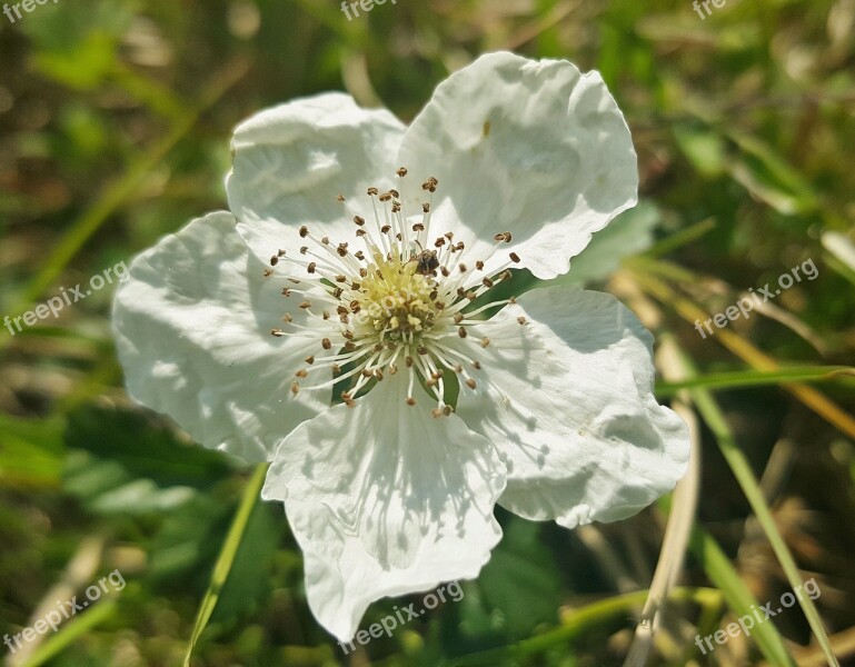 Blackberry Flower Wildflower Petals Macro Stamens