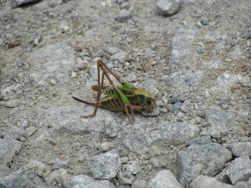 Grasshopper Insect Locust Green Nature