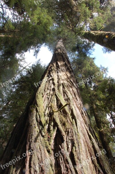 California Redwoods Redwood Trees Trees Redwoods Forest