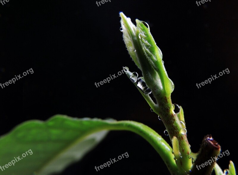 Avocado Scion Close Up Flora Drip