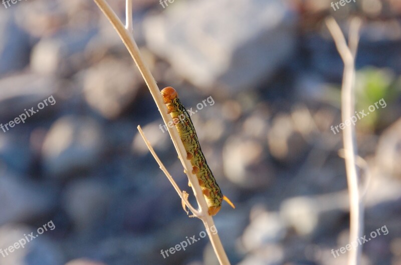 Sphinx Moth Caterpillar Caterpillar Nature Entomology Bug