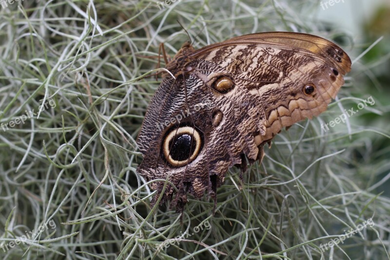 Butterfly Nature Eye Owl Butterfly Caligo Memnon